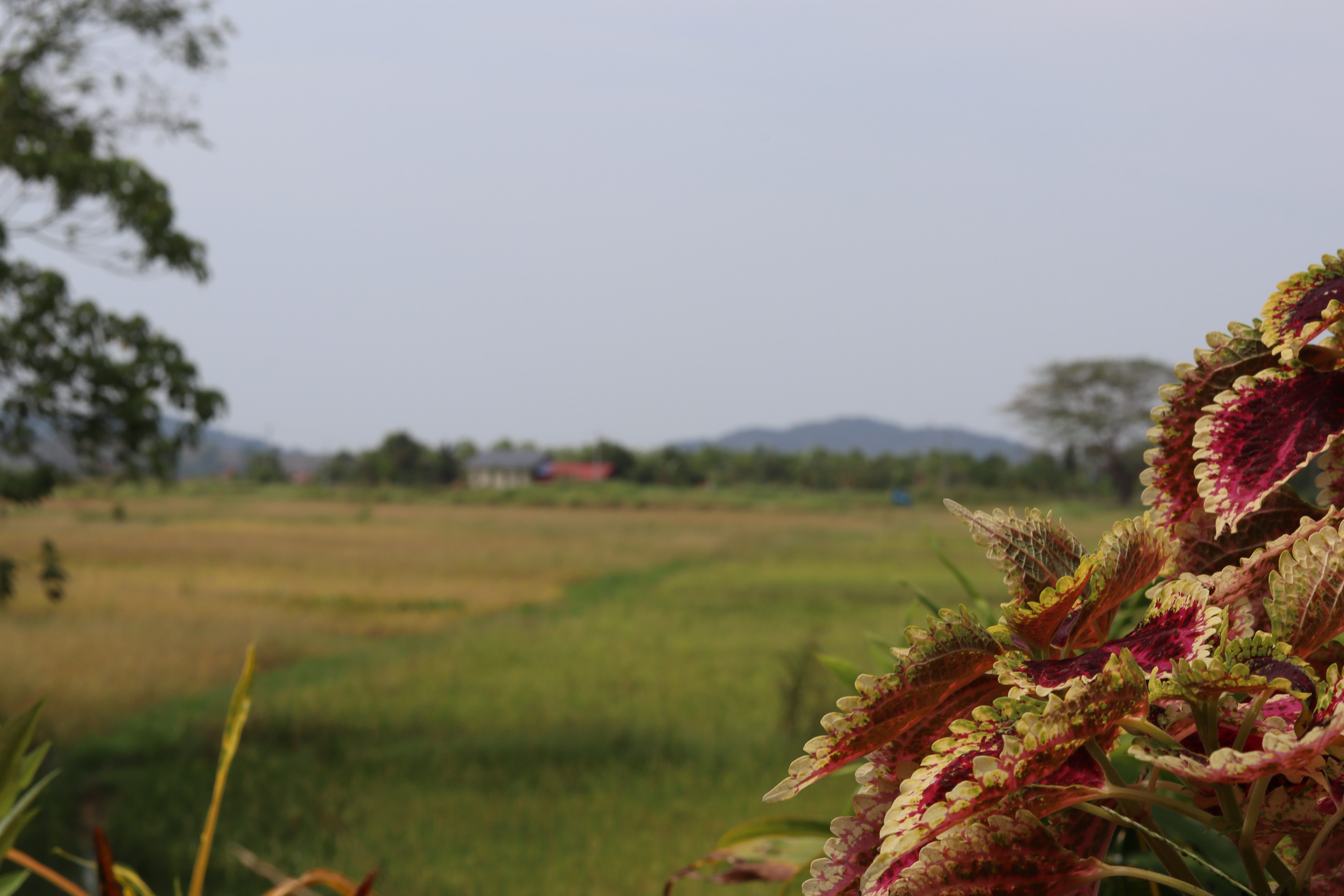 Langkawi jungle and waterfall near Bambu
