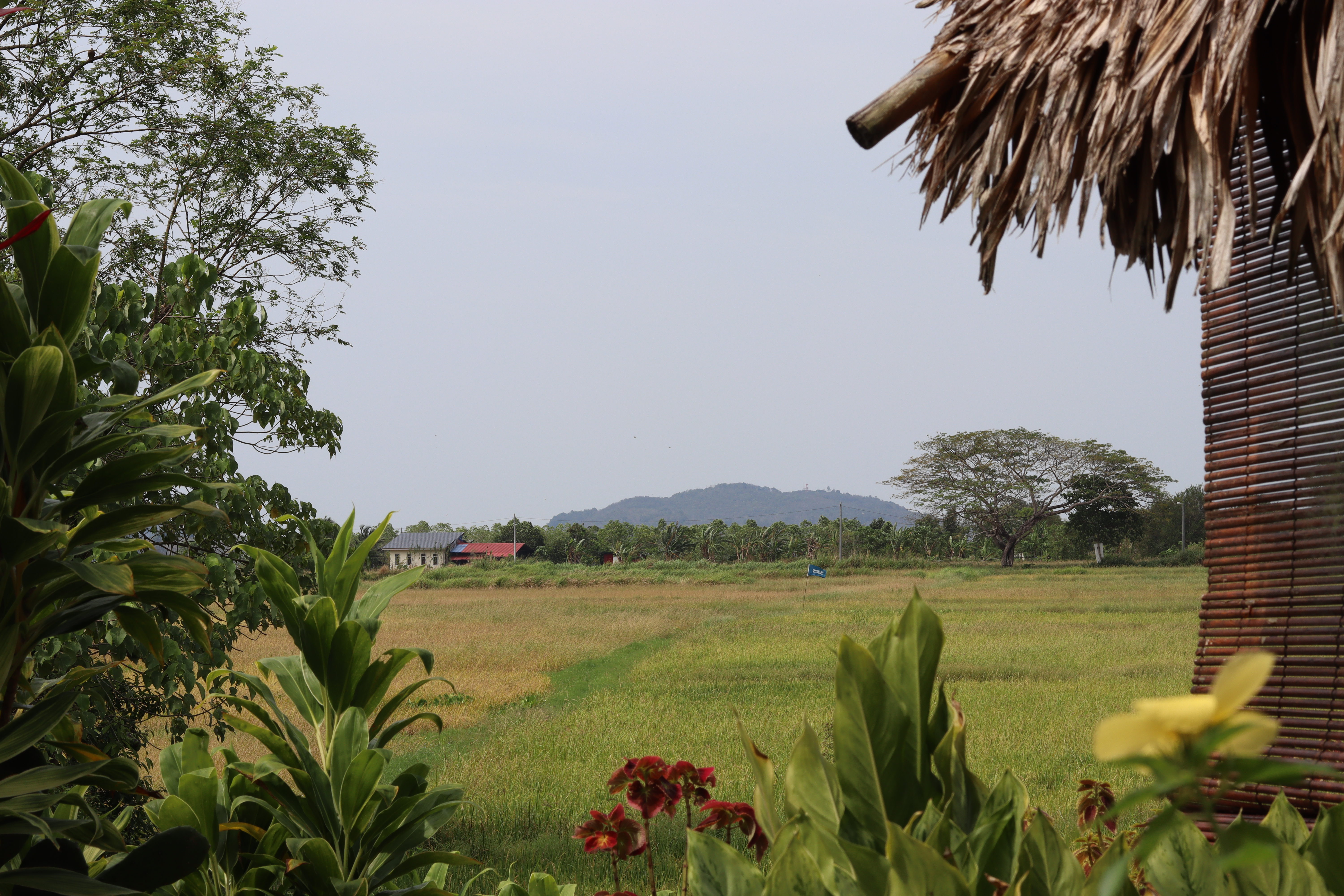 Rice paddies and natural surroundings near Bambu retreat