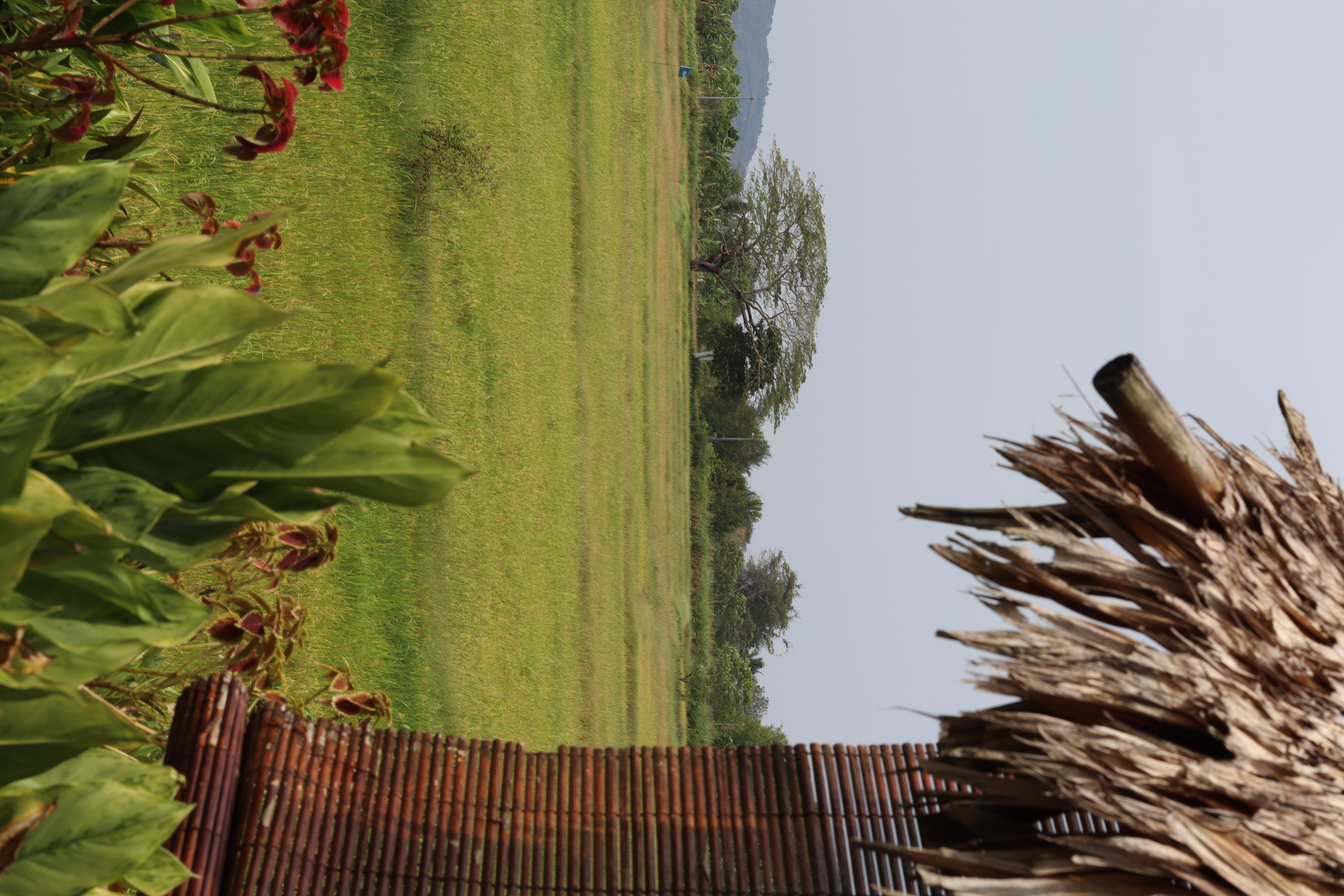 Morning mist over rice paddies near Bambu Langkawi